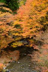 佐野　蓬莱山の紅葉