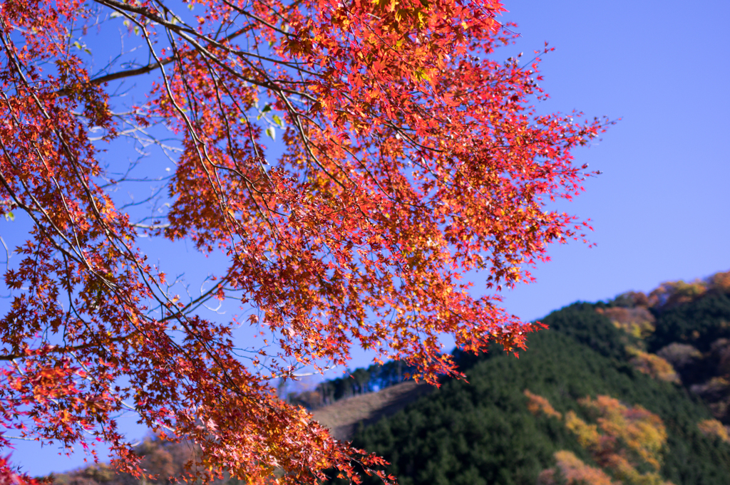 山とモミジ