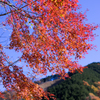 山とモミジ