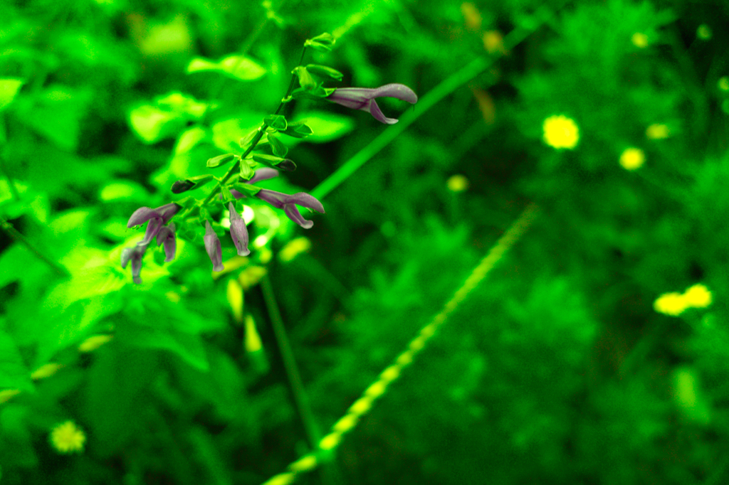 ワシャワシャワシャ