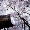 西行桜