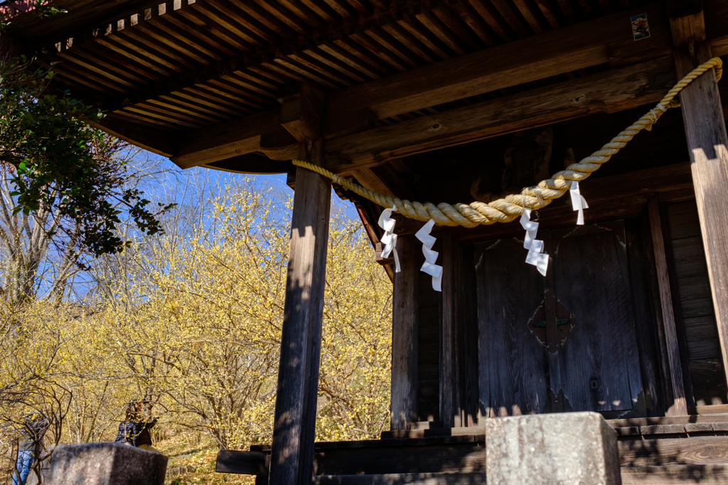 城山公園蝋梅