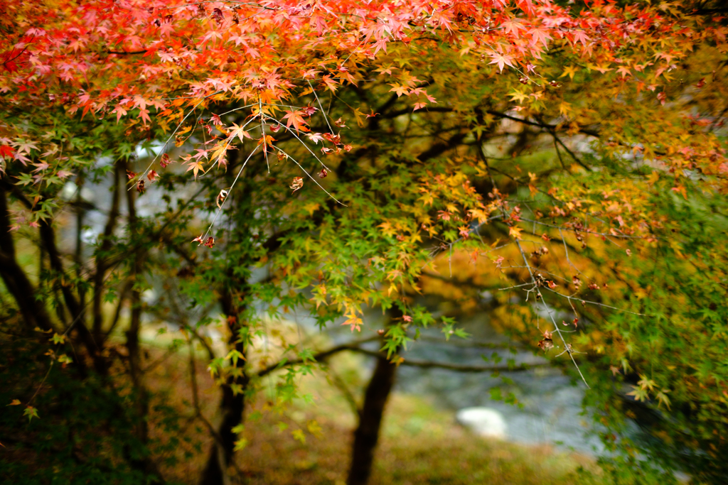 佐野　蓬莱山の紅葉