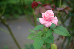 秋薔薇の季節