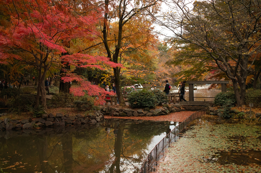 井の頭公園にて