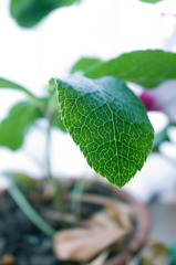 生きるための管