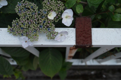 日陰に潜む花と錆