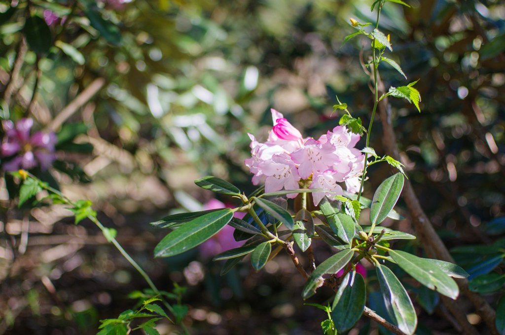 茂木　花の山にて