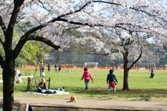 砧公園　桜