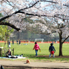砧公園　桜