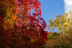 紅の吊り橋にて