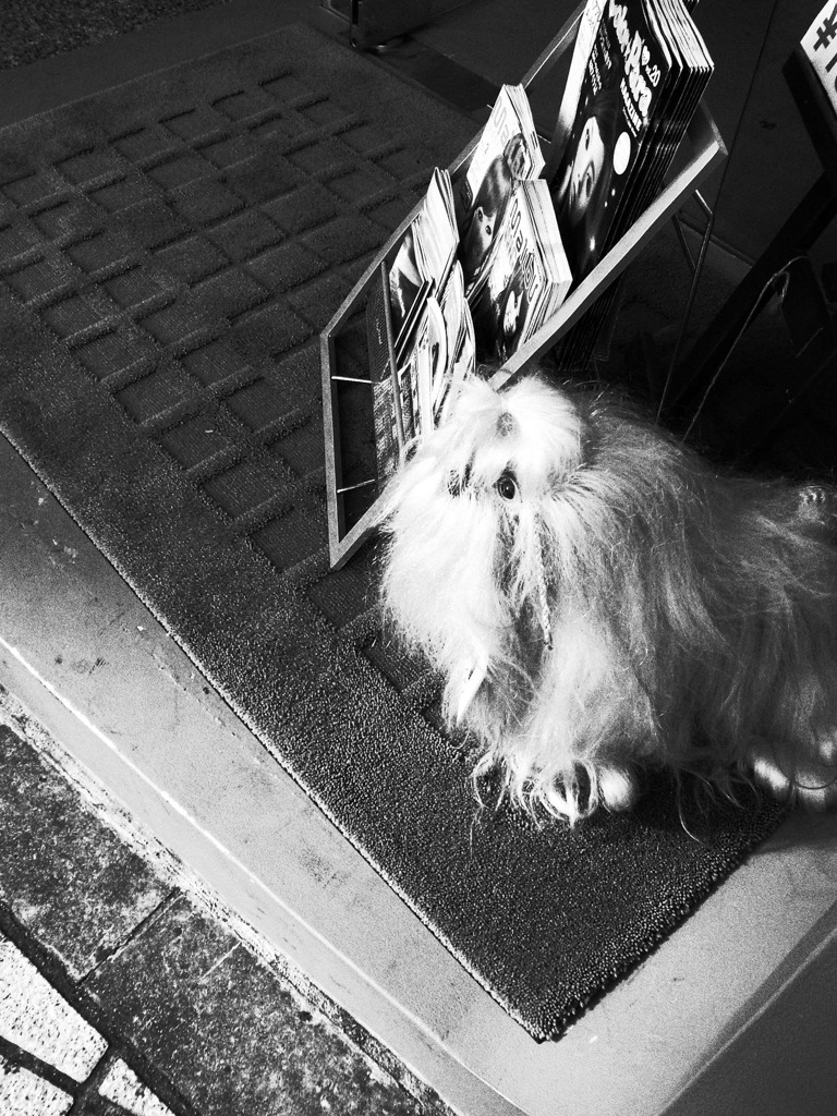 イヌらしきもの