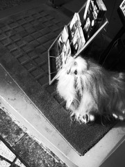 イヌらしきもの