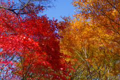 古峰園紅葉　2019