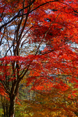 古峰園紅葉　2019