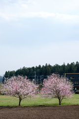 仲良しな2本