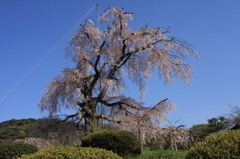 円山公園　枝垂桜