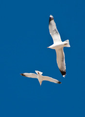 Birds in Blue Sky