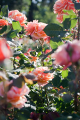 In the rose garden