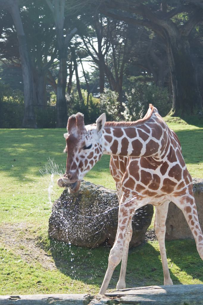 キリンのくしゃみ