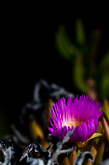 The flower in the dark