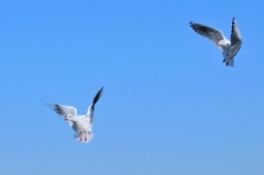 水鳥のダンス