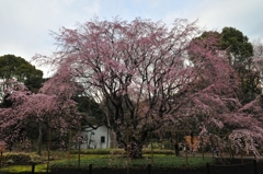 ５分咲き・・・