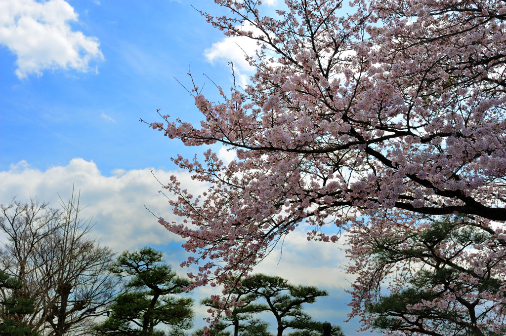 桜祭２