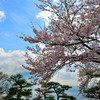 桜祭２
