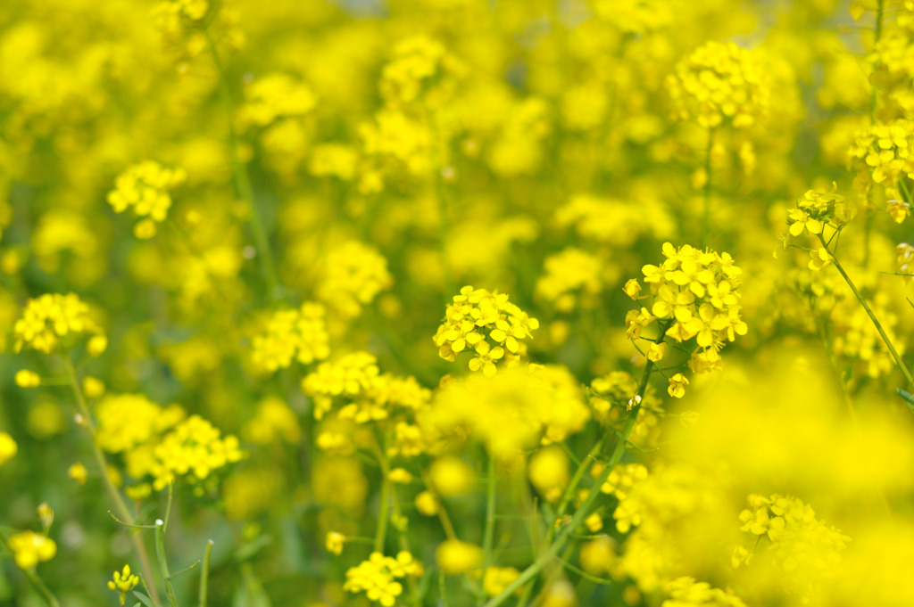 菜の花