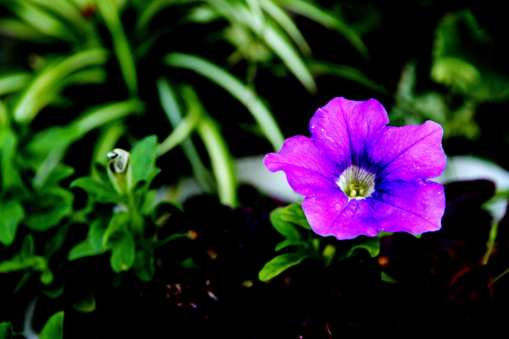 flower