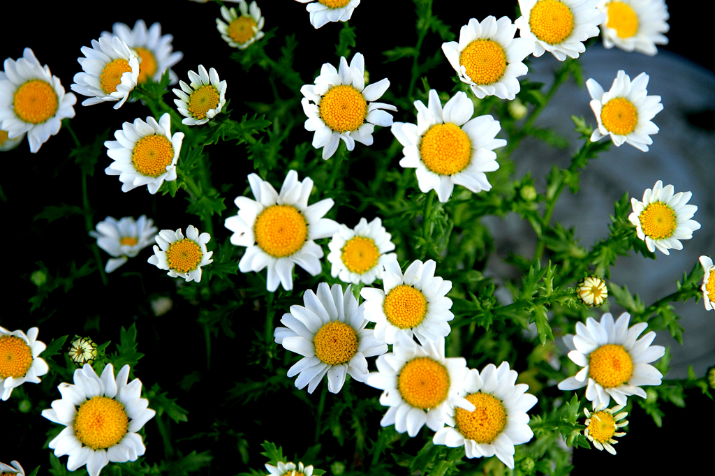 flower　flower　flower