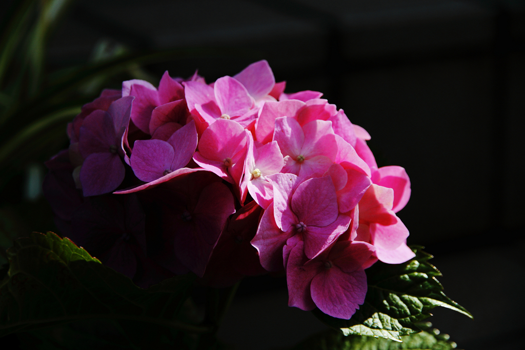 紫陽花