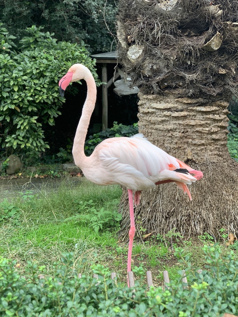 愛媛 とべ動物園