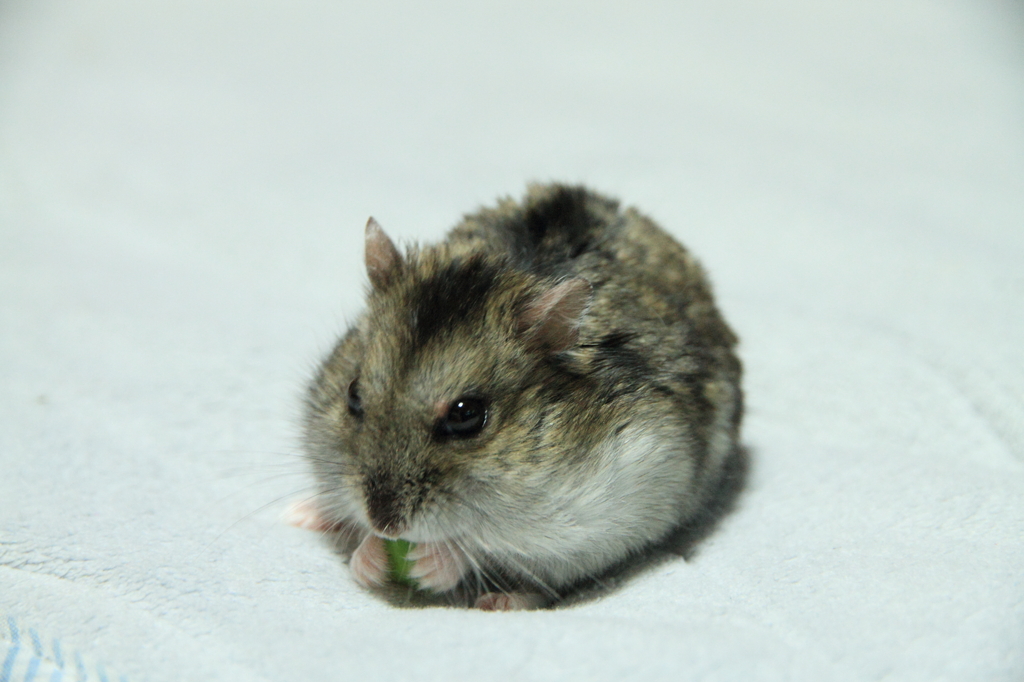 食事中