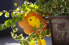 lion-3-