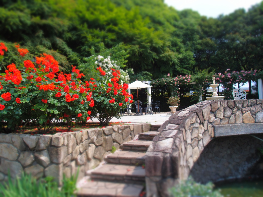rose garden