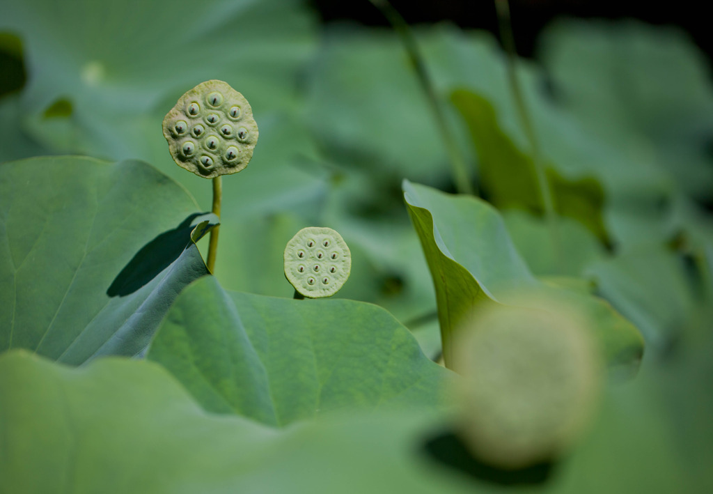 花托