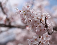 桜