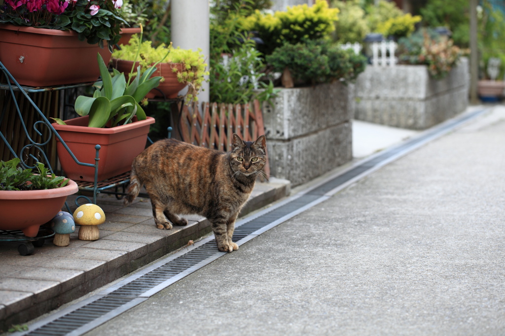 待ち猫来たらず