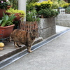 待ち猫来たらず