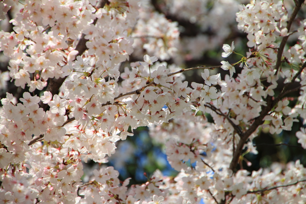 桜