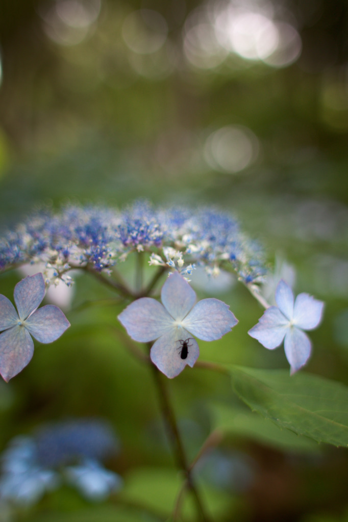 今日の紫陽花　2