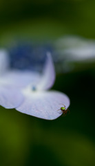 今日の紫陽花　3