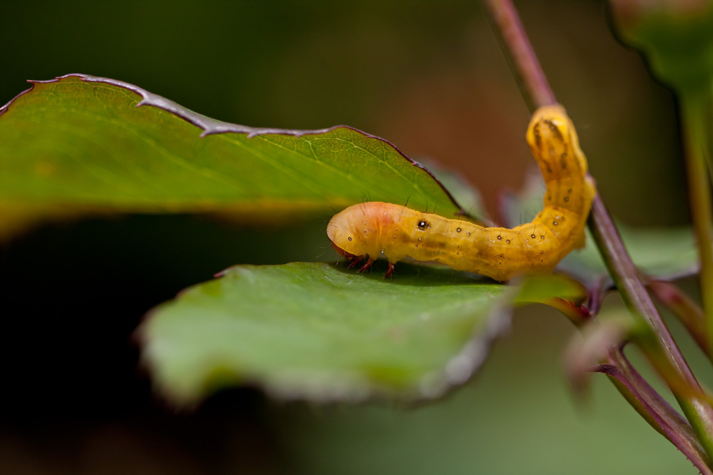 nymph