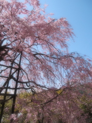 枝垂桜