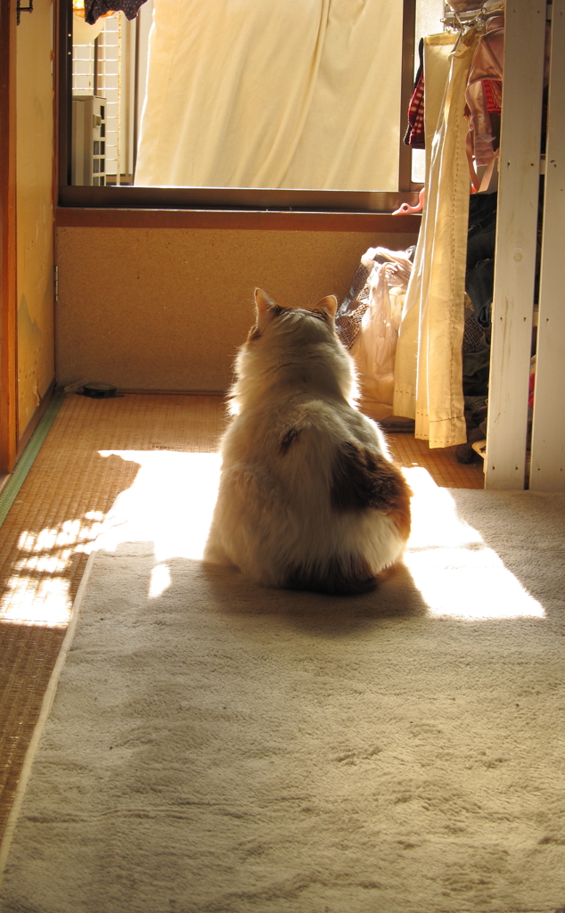 物思う猫