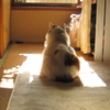 物思う猫