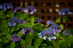 今日の紫陽花