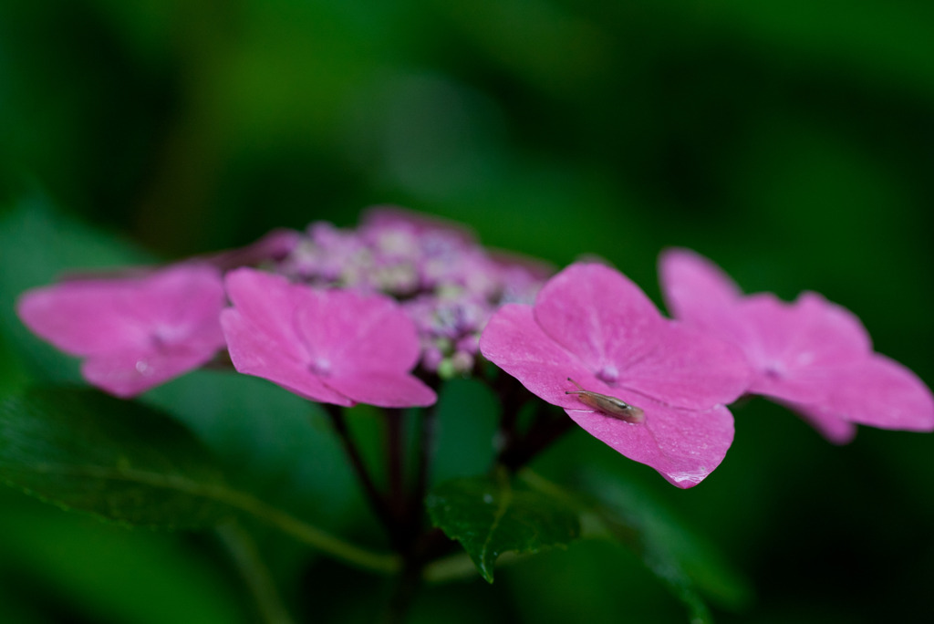 今日の紫陽花　5